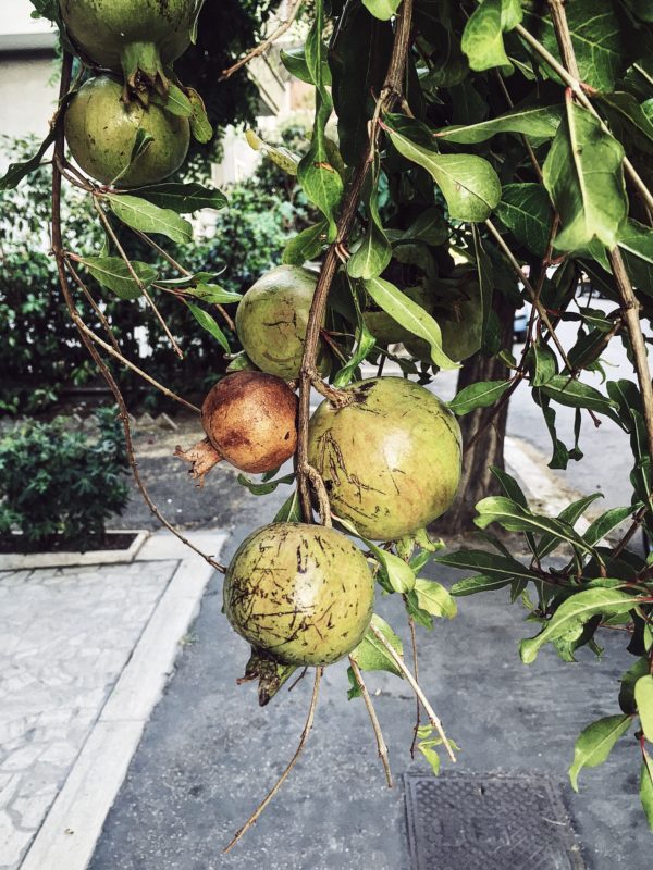 pomegranates in the streets of rome